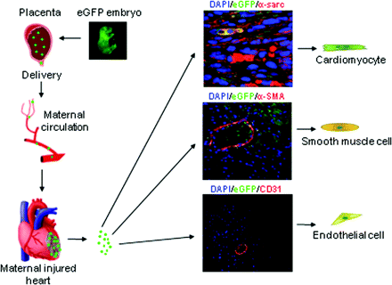 Cells from fetus cross placenta into maternal circulation to injury  zones of the maternal heart. Cells of fetal origin give rise to diverse cardiac cells, including contractile cells and vessel cells. From reference 3.